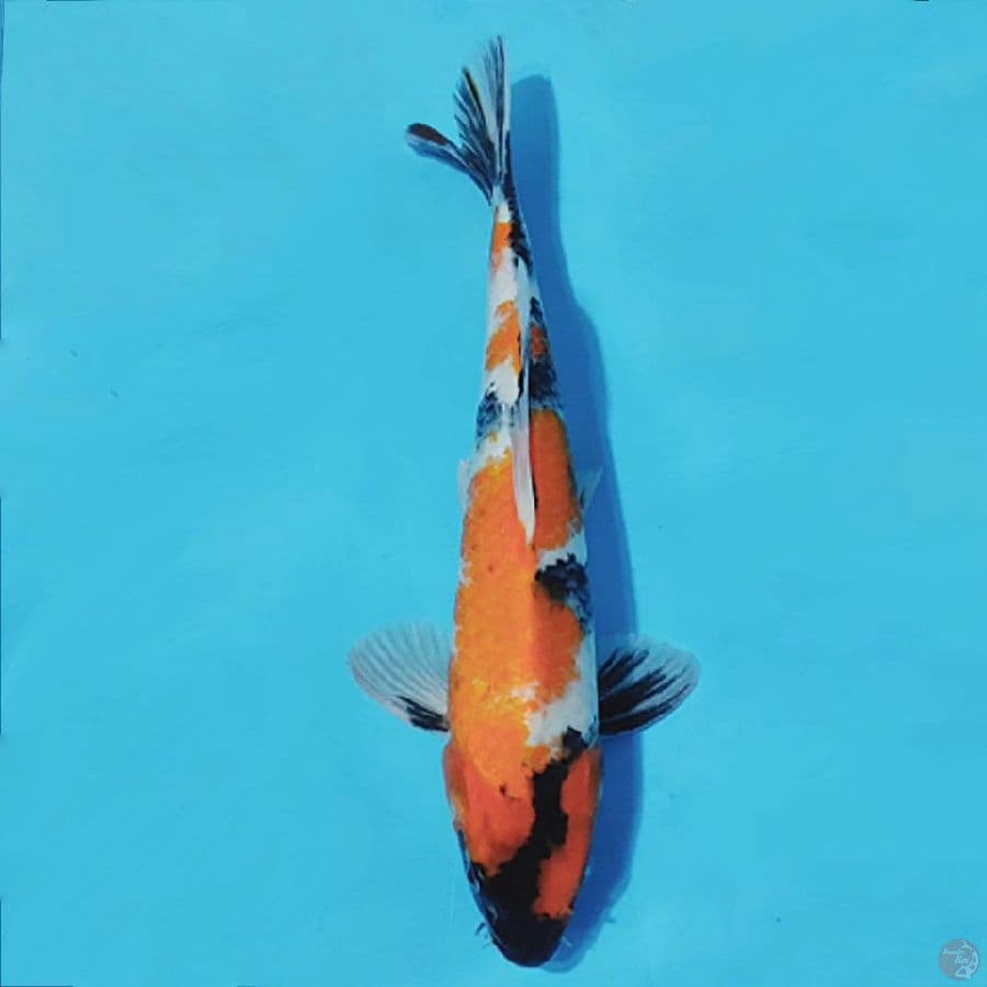 showa sansoku 35cm/M