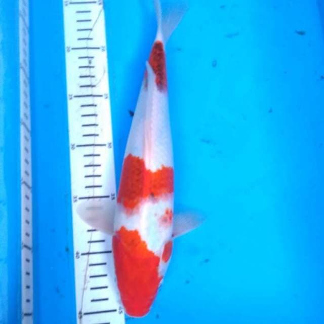 Ai goromo 32 cm
