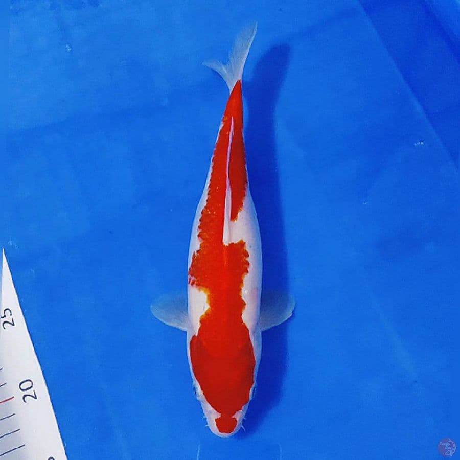 KOHAKU INAZUMA 28cm/F lolos karantina sejak 03-02-23