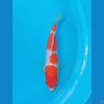 kohaku 29cm male