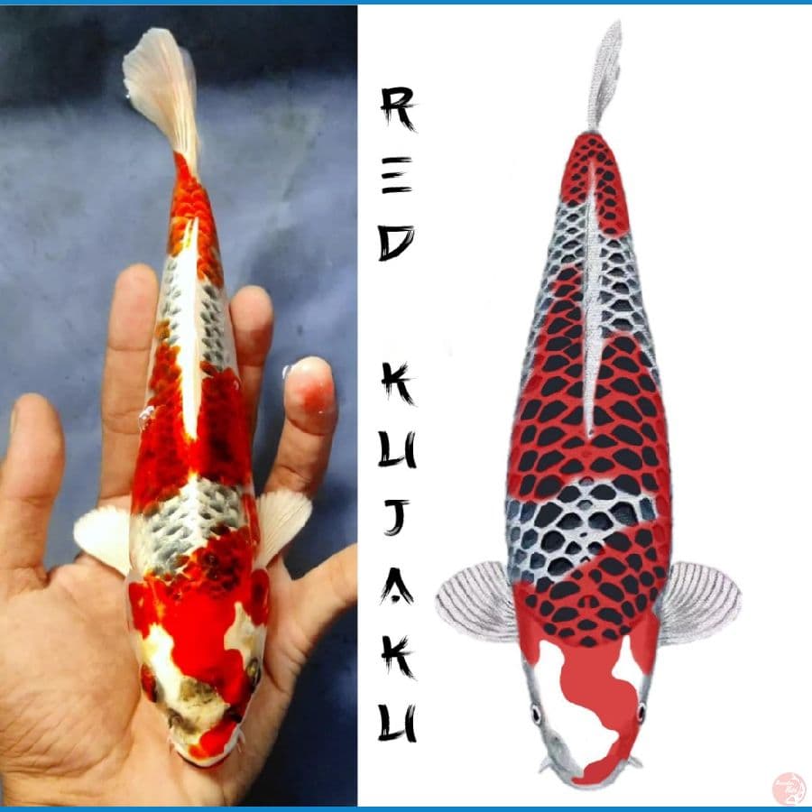 kuyjaku 25cm