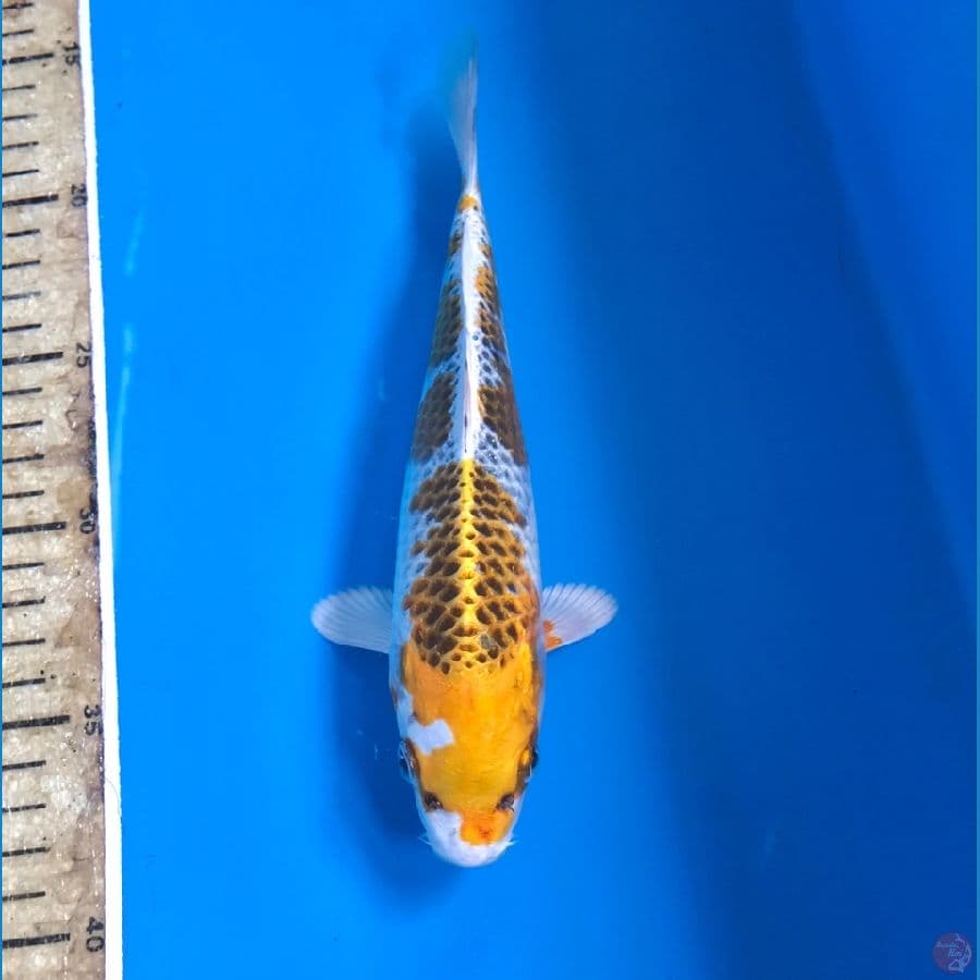 kirin 20cm