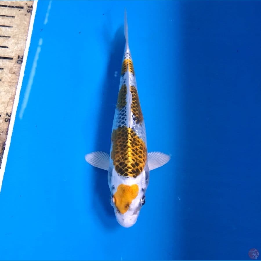 maruten kirin 17cm