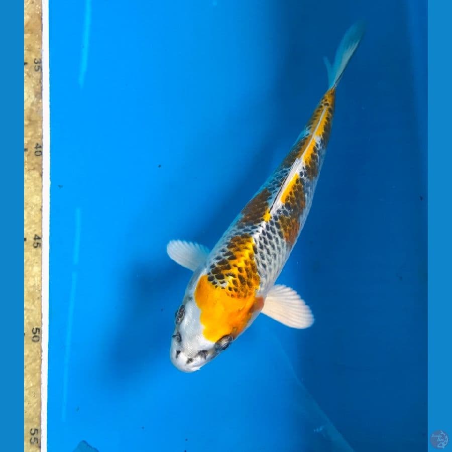 kujaku 19cm
