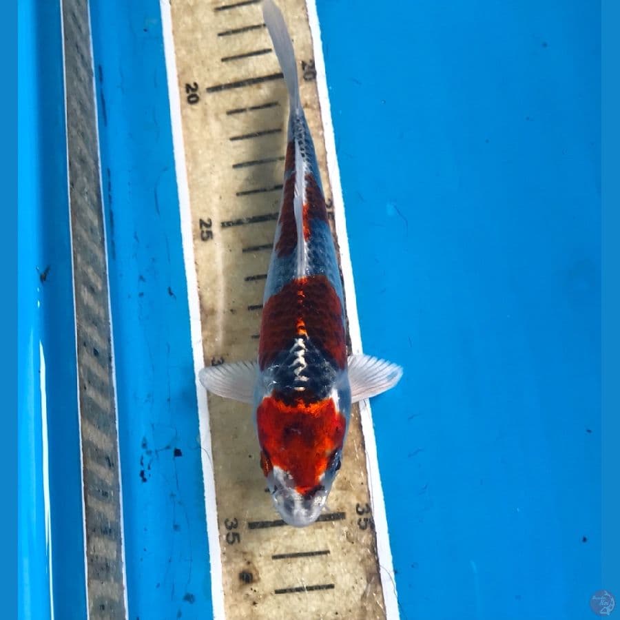 beni gingga 16cm