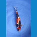 SHOWA BADAK (02) 41CM