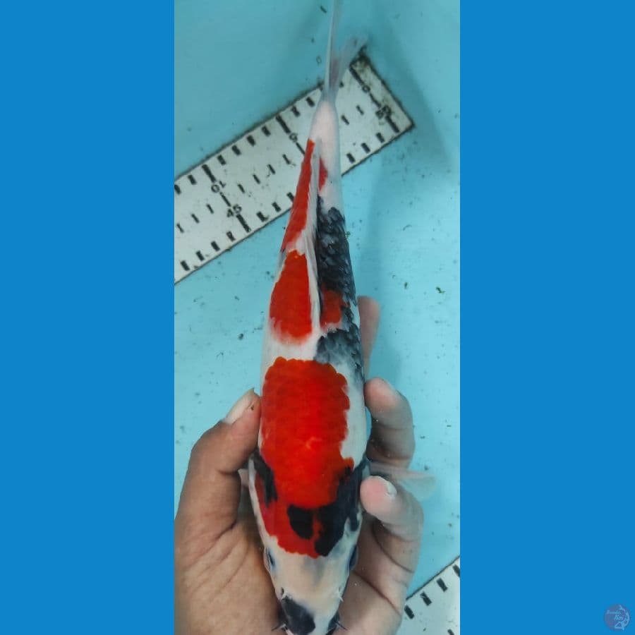 showa 27cm