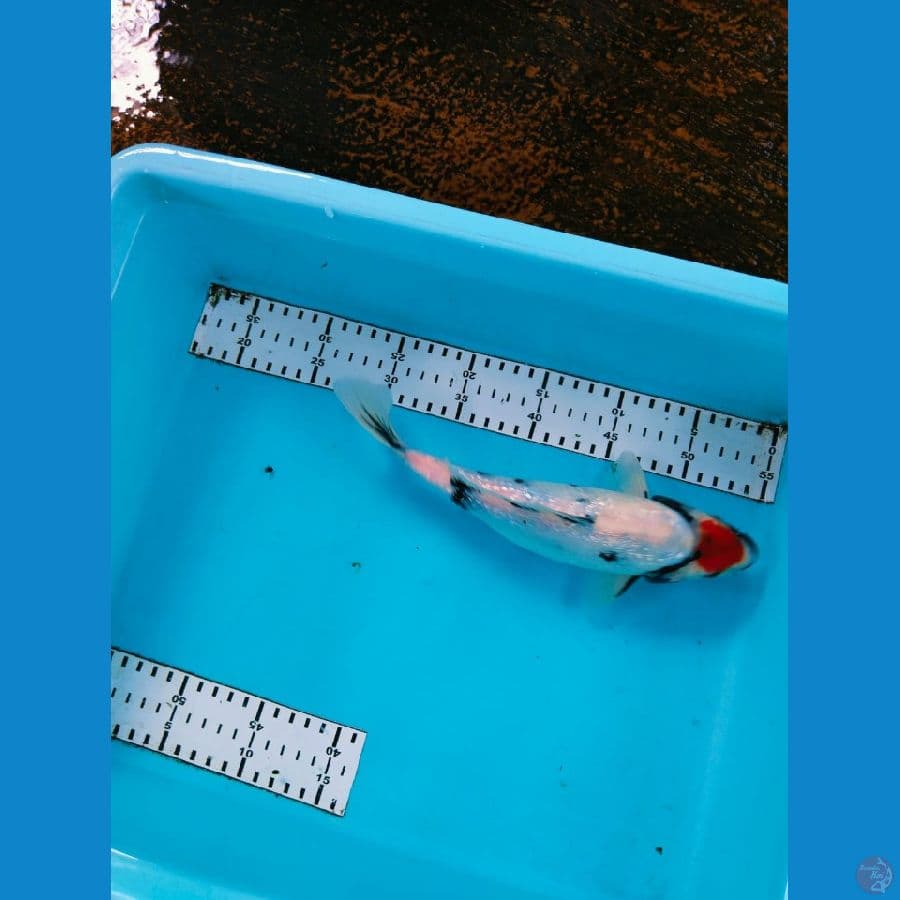 tancho showa 26cm
