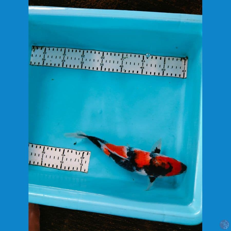 showa 27cm