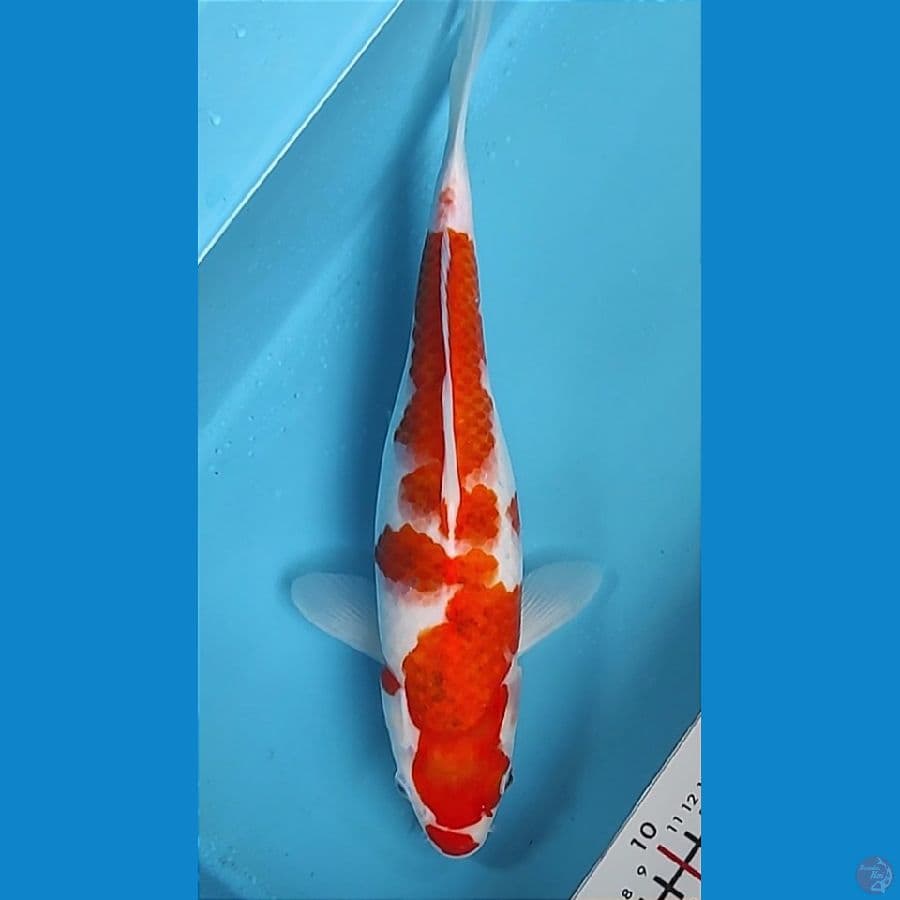 33cm
