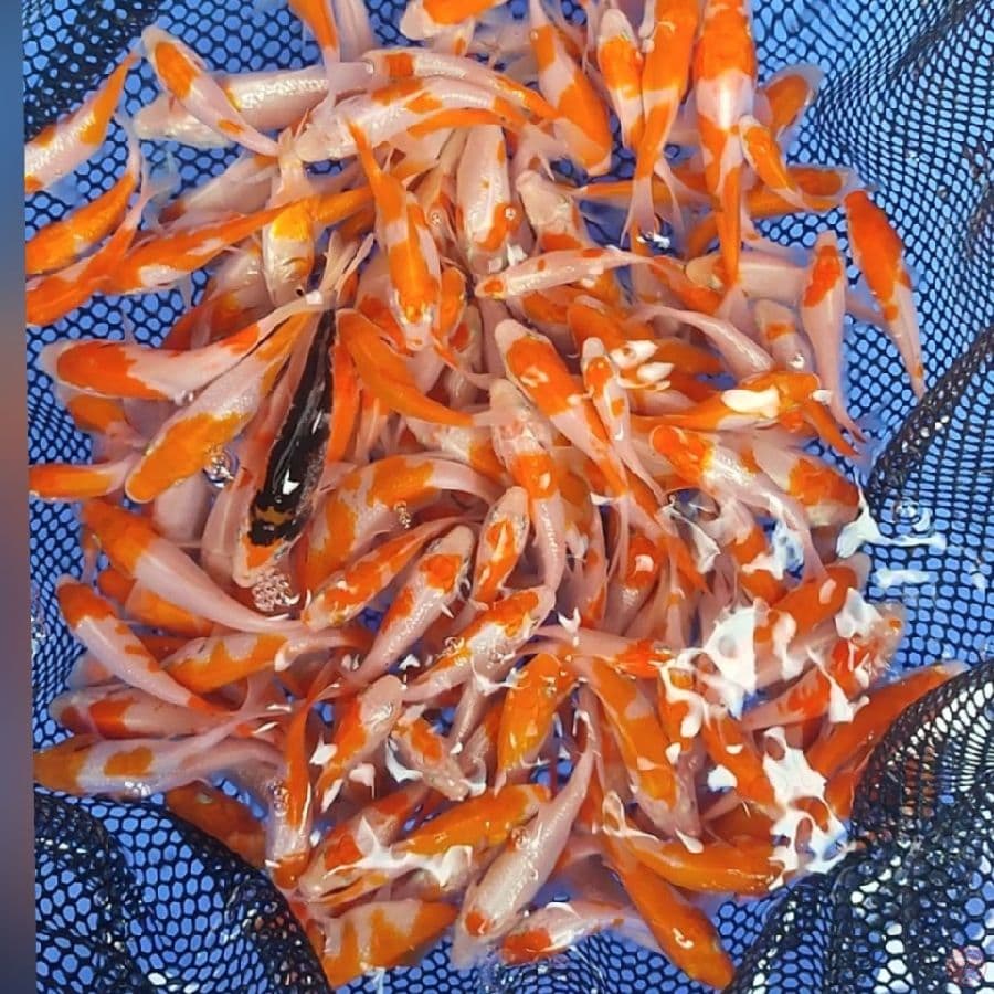 BIBIT KOHAKU GINDRIN 7-12cm ,200ekor