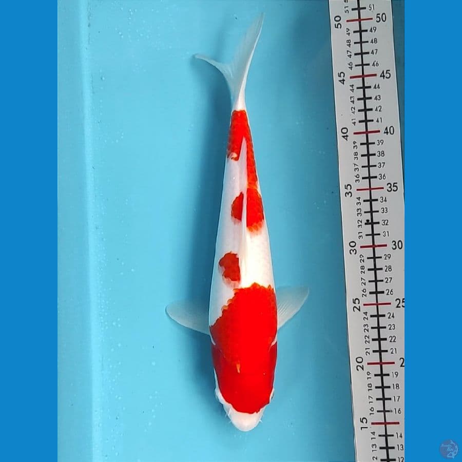 34cm