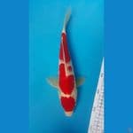 Kohaku Male 29cm