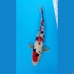 Sanke Male 32cm