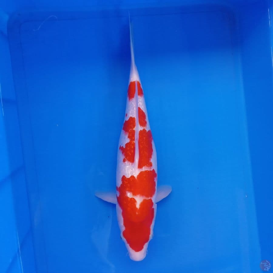 KOHAKU GINRIN 37CM ORI JOOSSS
