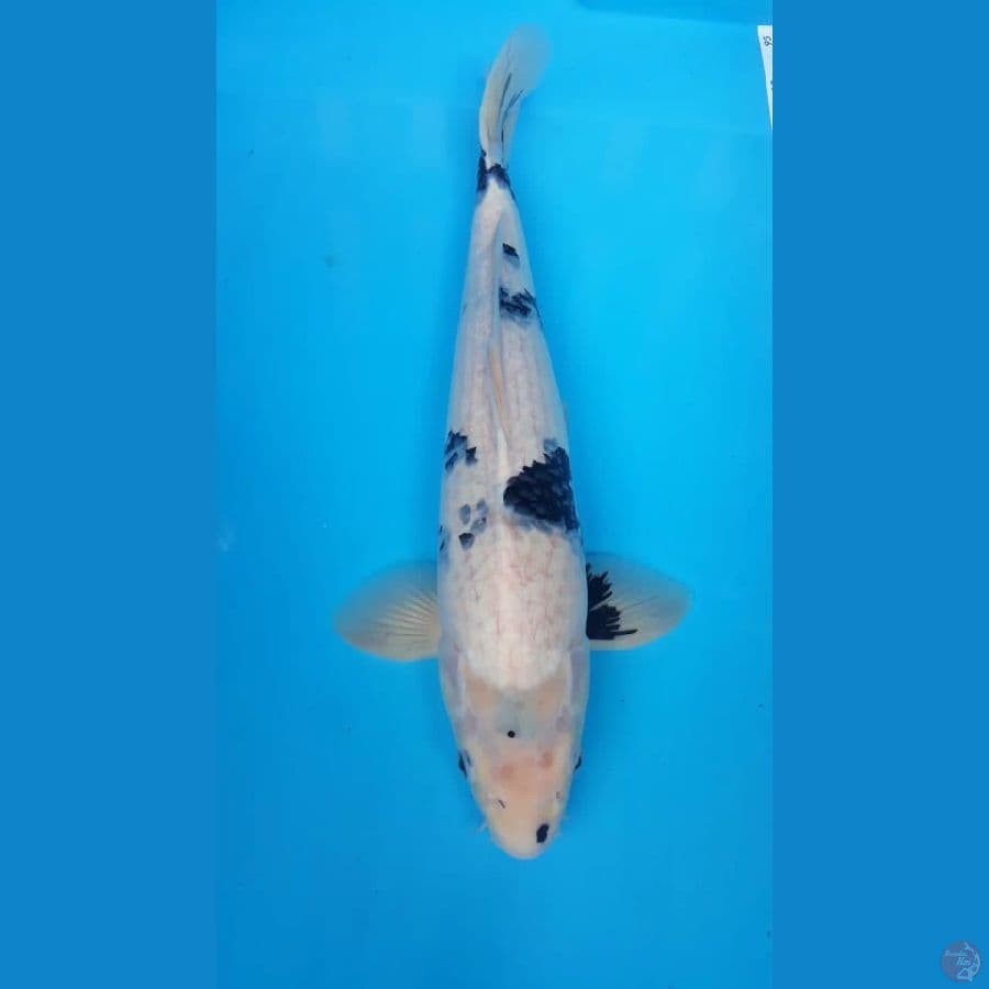 Shiro Tategoi Male 45cm