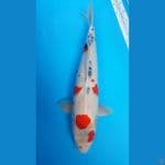 kindai Showa Fmale 56cm