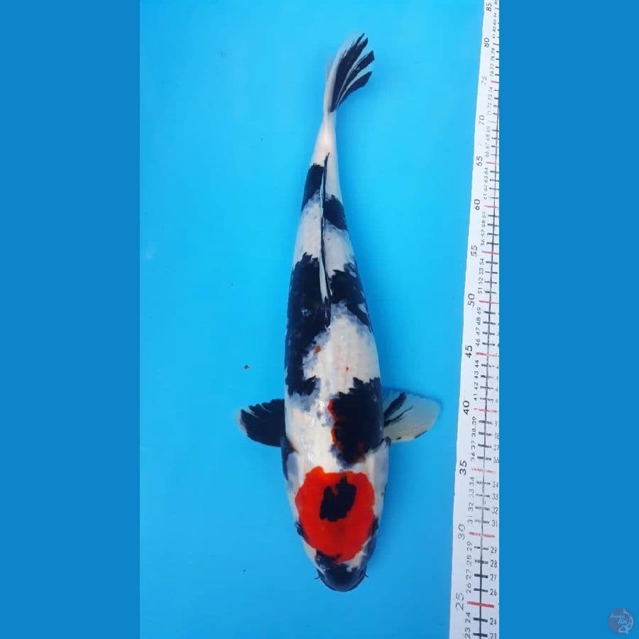 Tc.Showa Female 49cm