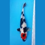 Tc.Showa Female 49cm