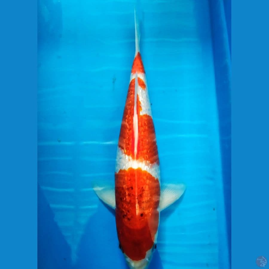 Ai Goromo Ginrin SQ 35cm Male ( ginrin padet )
