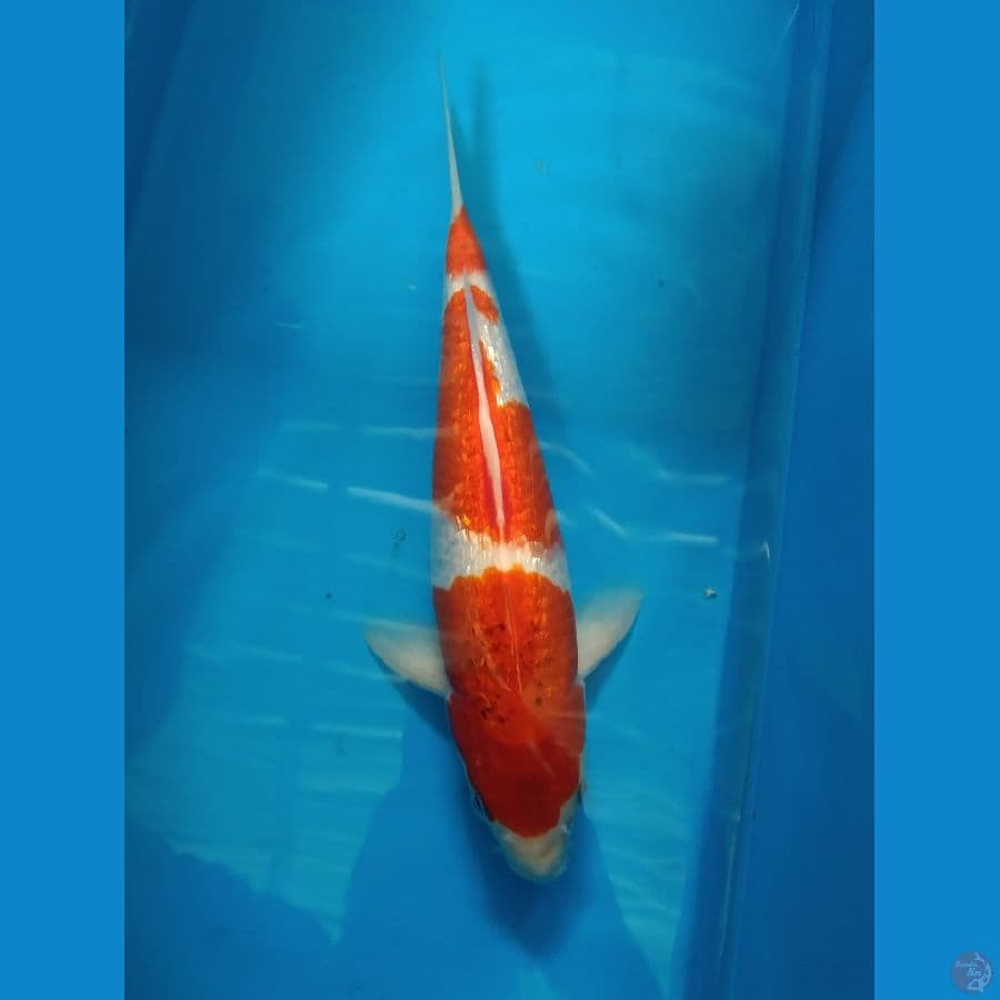 Ai Goromo Ginrin SQ 35cm Male ( ginrin padet )