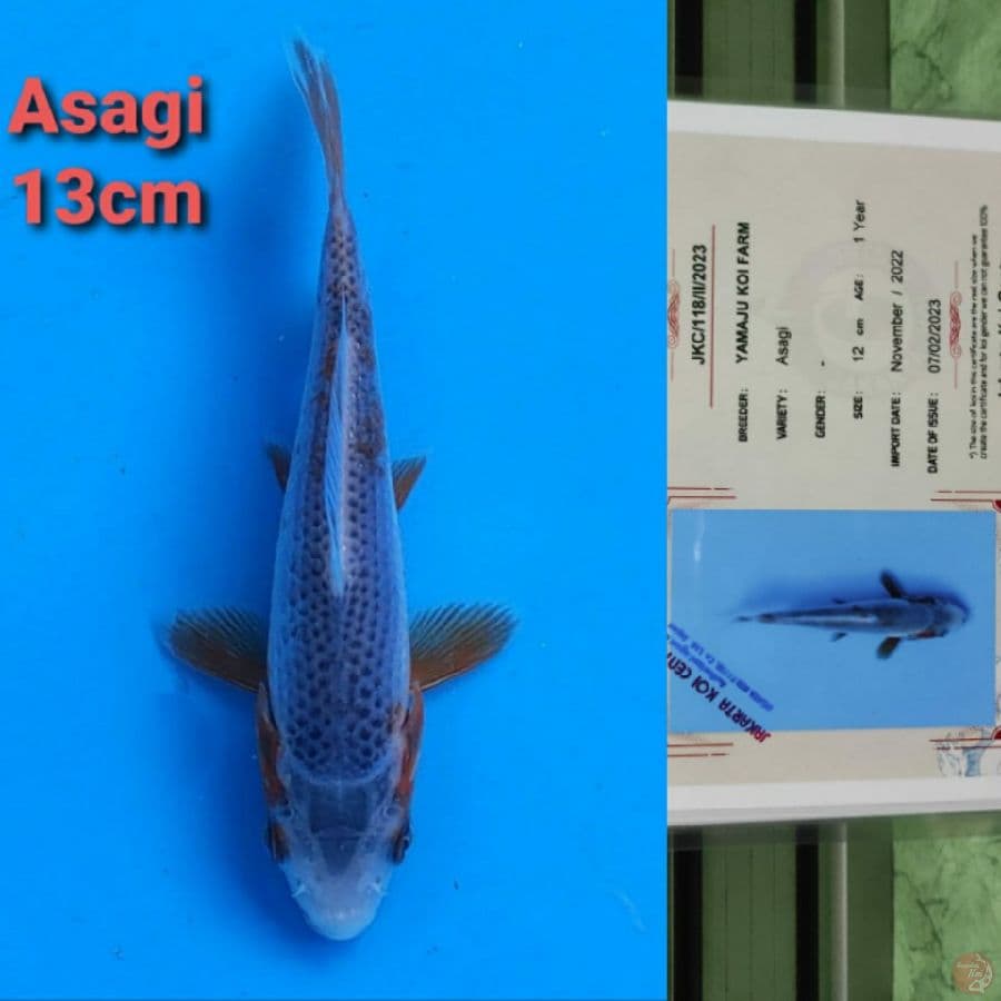 YAMAJYU ASAGI 13CM SERTI