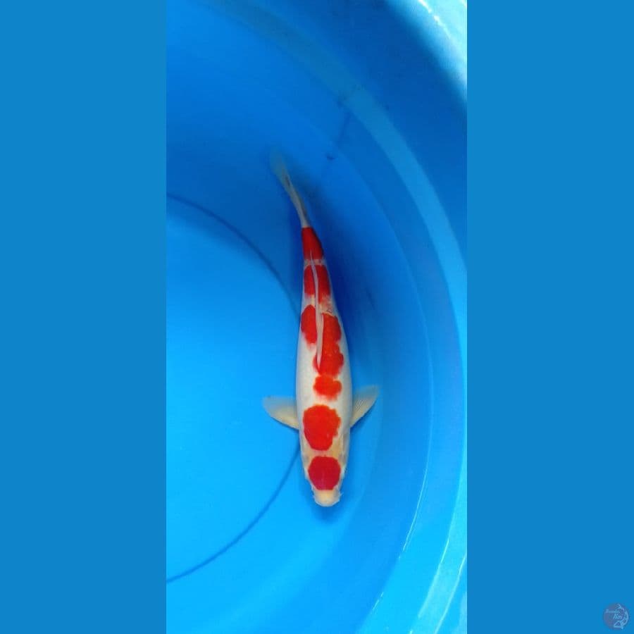 Maruten Kohaku 31cm