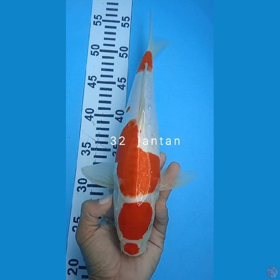 maruten doitshu size : 32 cm jantan