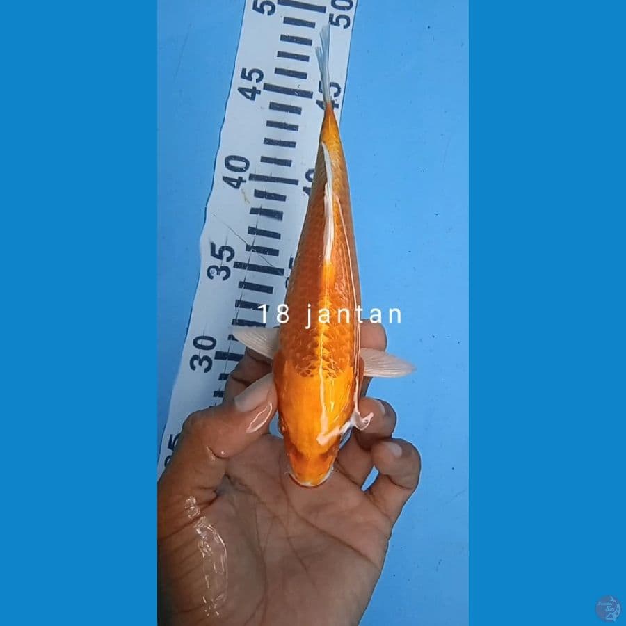 matshuba size 18 cm sntan