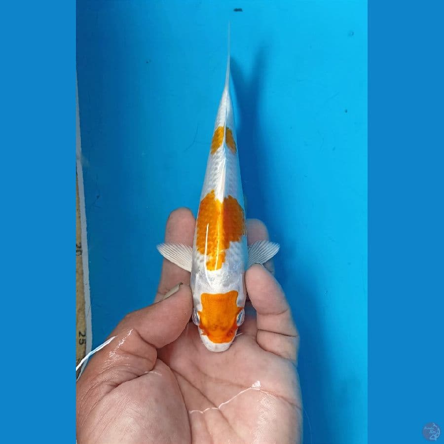 Hariwake 17cm