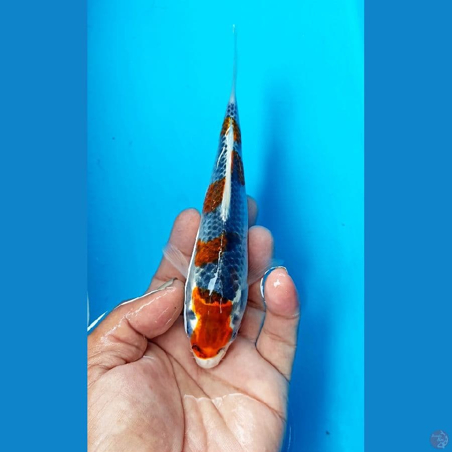 Goshiki 19cm