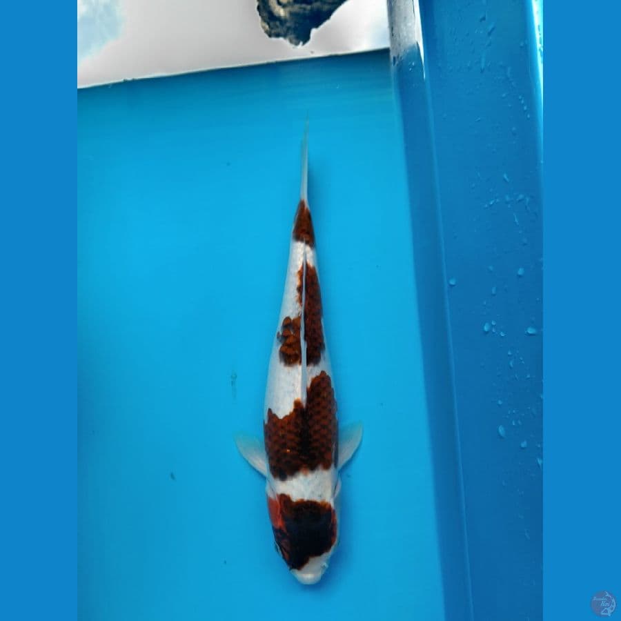 Budho Goromo 30cm Female