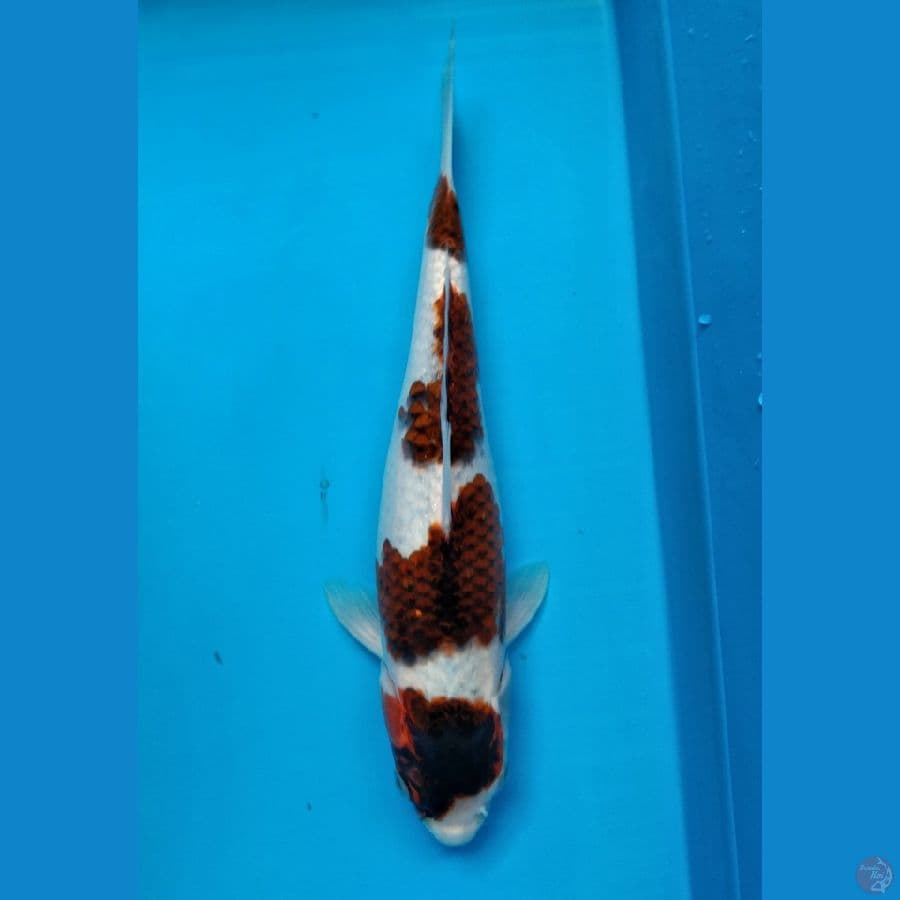 Budho Goromo 30cm Female