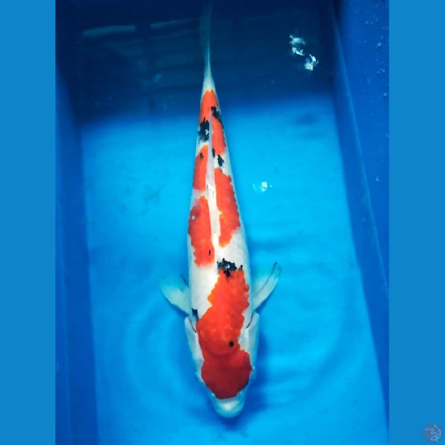 Sanke SQ 40cm