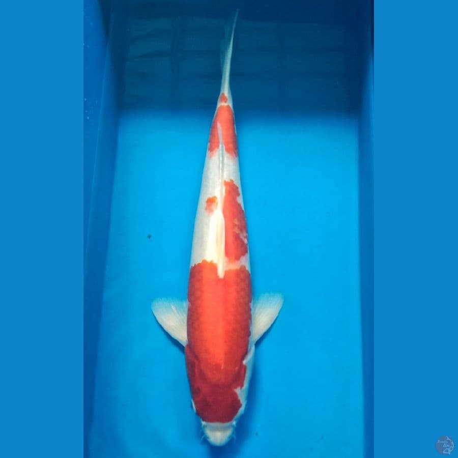 Kohaku 38cm male