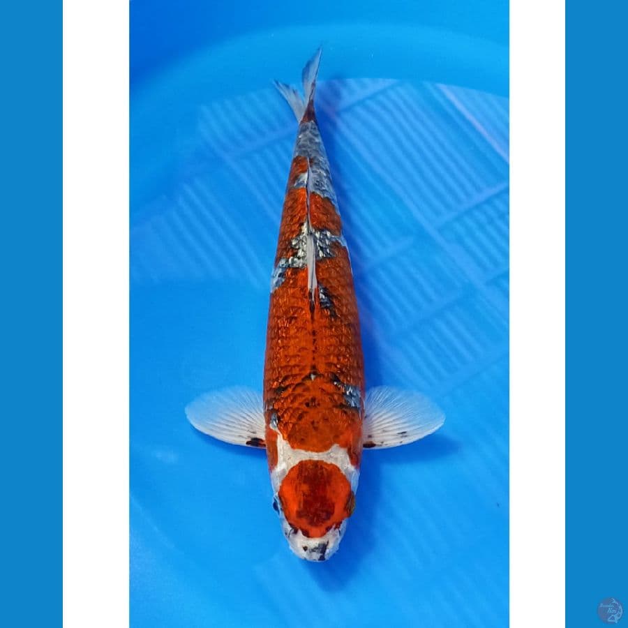 HQ GINDRIN KOGANE 41CM MALE