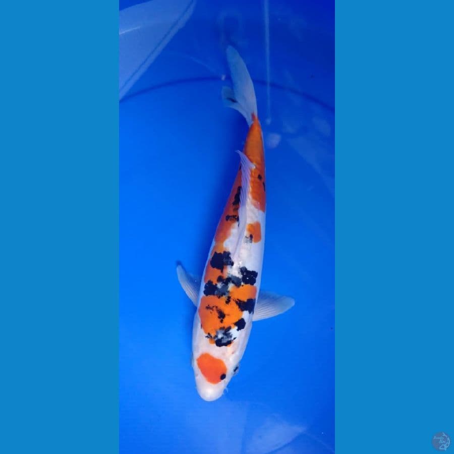 sanke doitshu 30cm