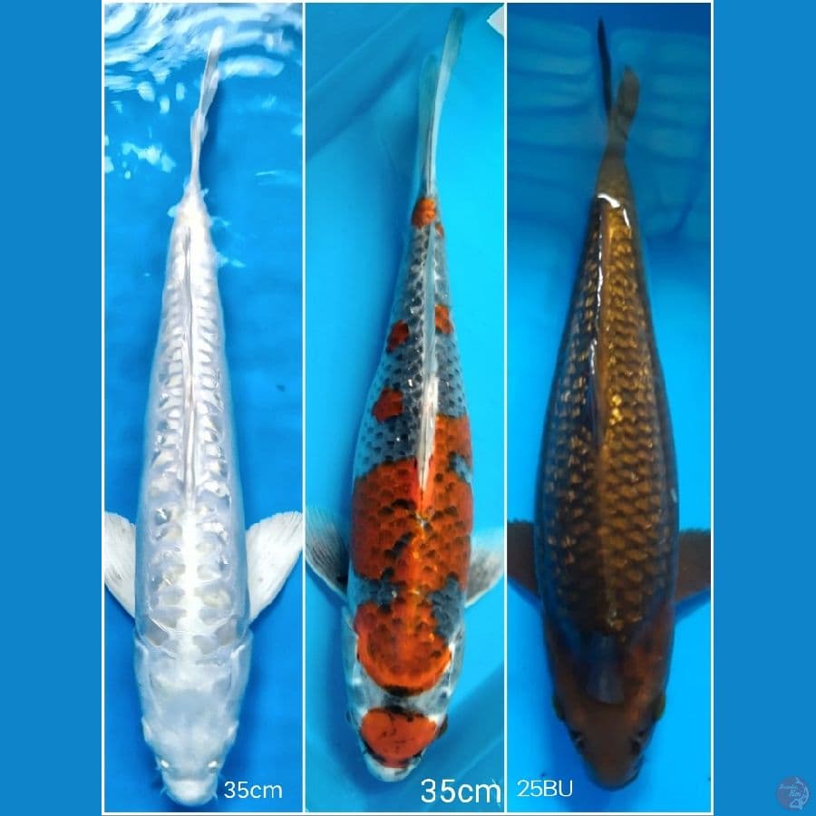 paket 3 ekor Goshiki+ogon+chagoi