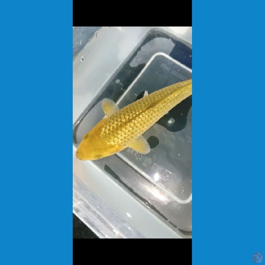 minion cagoi karamel ginrin 20 bu