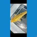 minion cagoi karamel ginrin 20 bu