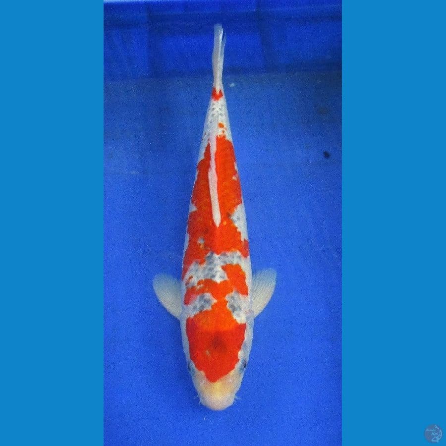 goshiki ±35cm