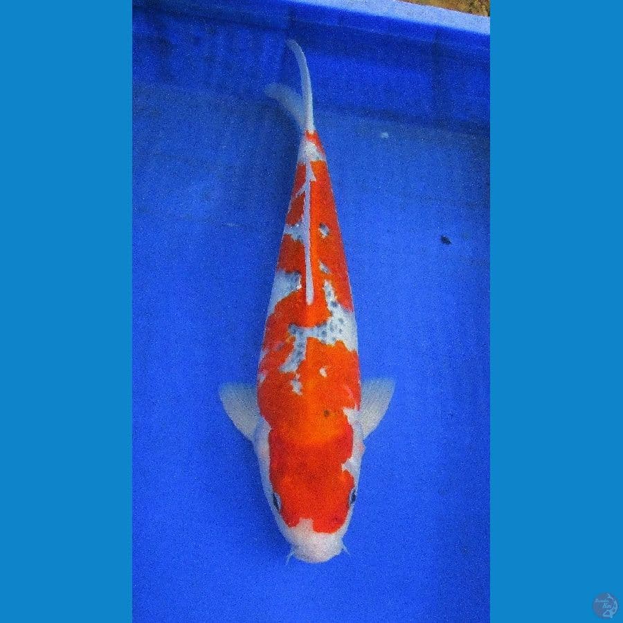 goshiki ±37cm jantan