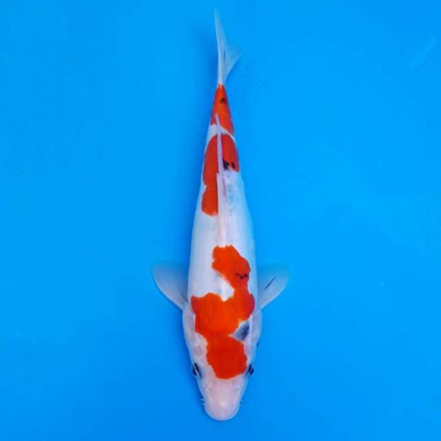 Sanke doitsu tategoi