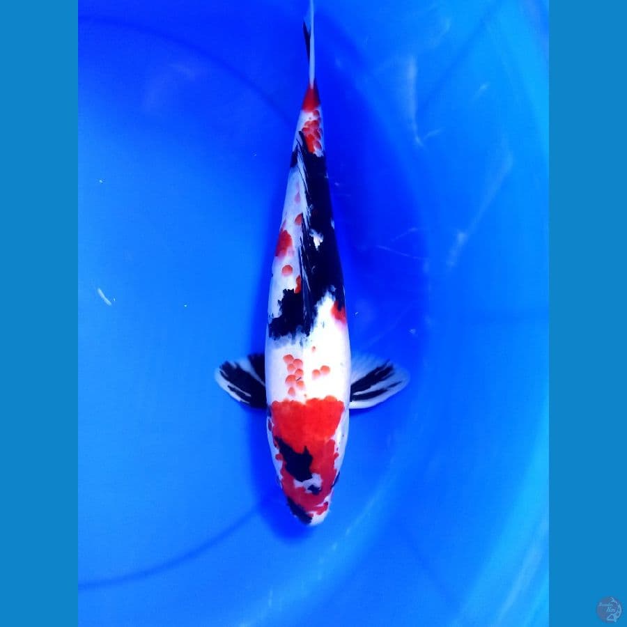 Kanoko Showa 37male