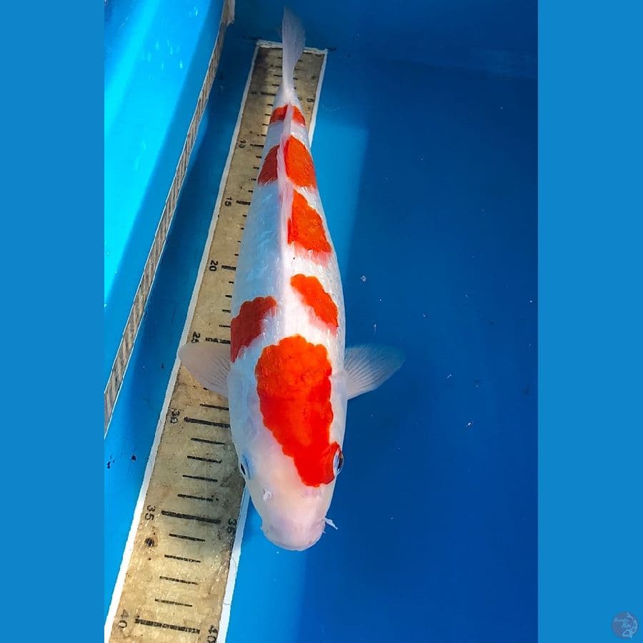 kohaku ginrin 36cm