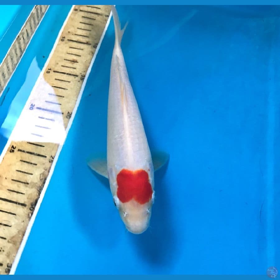 tancho 27cm