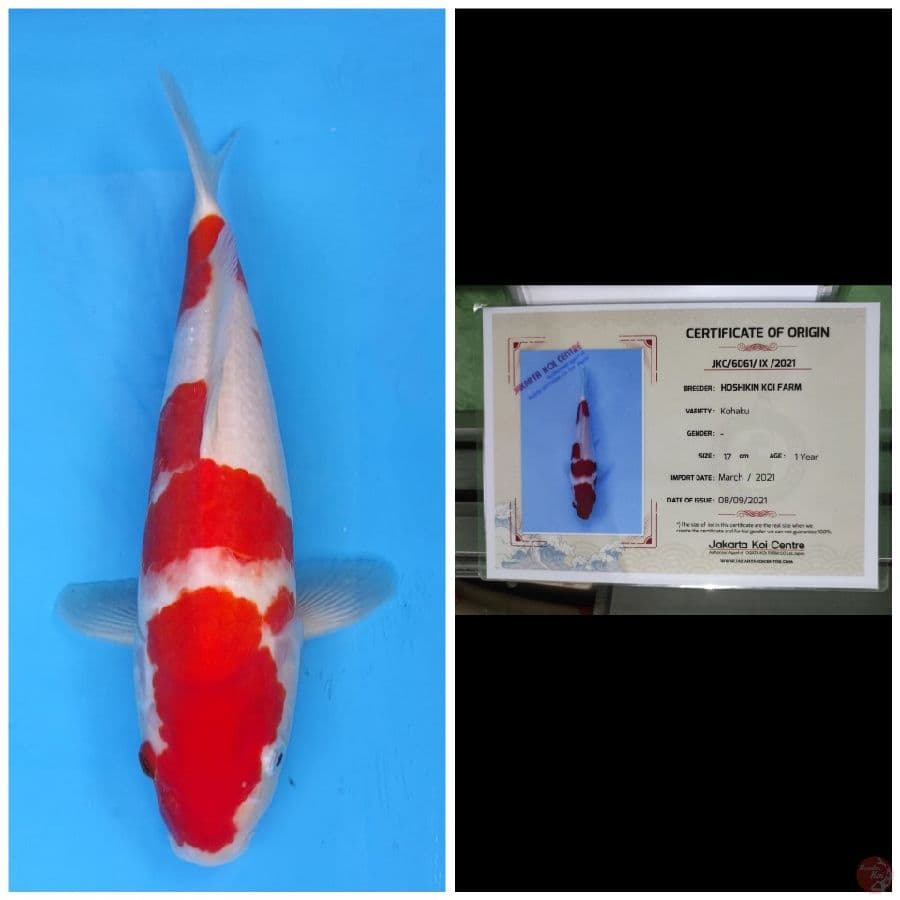 Hoshikin Kohaku