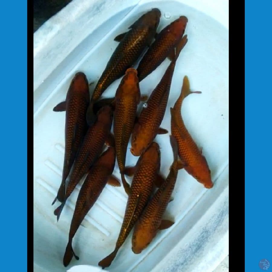 Paket chagoi10 ekor ring rapi bakat punuk 27-30 cm