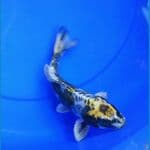 23cm kikokuryu aragoke rapi