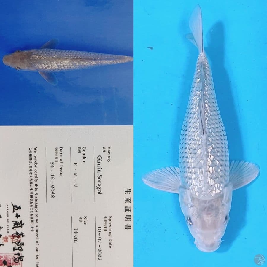 ikarashi ginrin soragoi 32cm